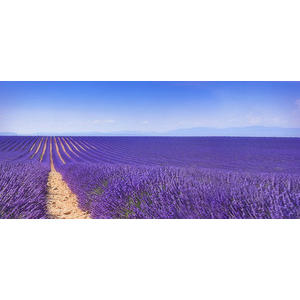 Lavendel bluete provence1