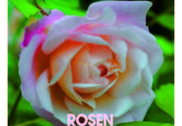 Rosen 2013 00 s low