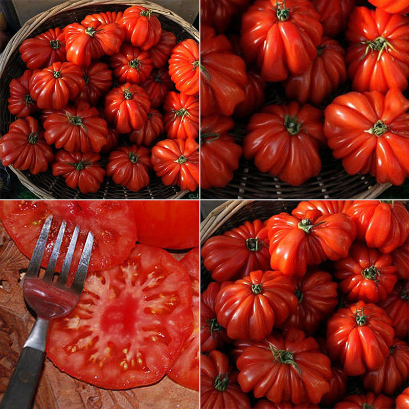 50 Stück selten süße Tomate Obst Samen zu kaufen bei Fairmondo