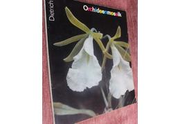Orchideenmosaik