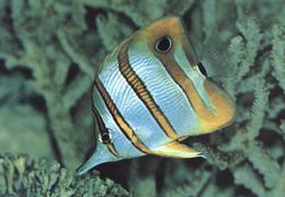 Meeresmuseum stralsund gebanderter pinzettfisch
