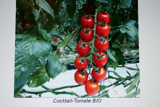 7891 tomate mon cherie