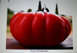 7888 tomate russ ochsenherz