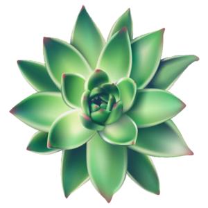 Succulentsgreener favicon