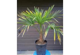 Trachycarpus fortunei 18 cm topf 02 2021 6