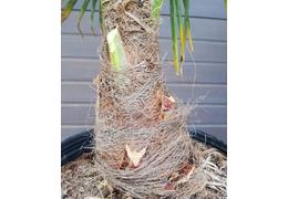 Trachycarpus fortunei 18 cm topf 02 2021 5
