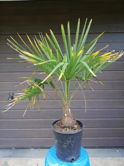 Trachycarpus fortunei 18 cm topf 02 2021 1