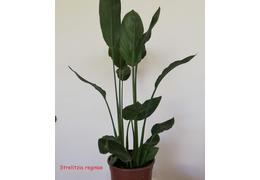 Strelitzia reginae 18 cm topf 05 2020