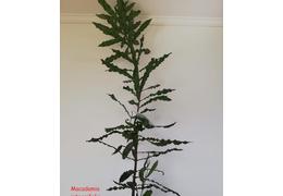 Macadamia integrifolia 16 cm topf 04 2020