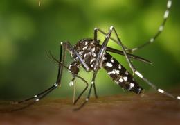 The aedes aegypti mosquito