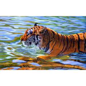 311 3119219 tiger in water animals images hd avatarys water